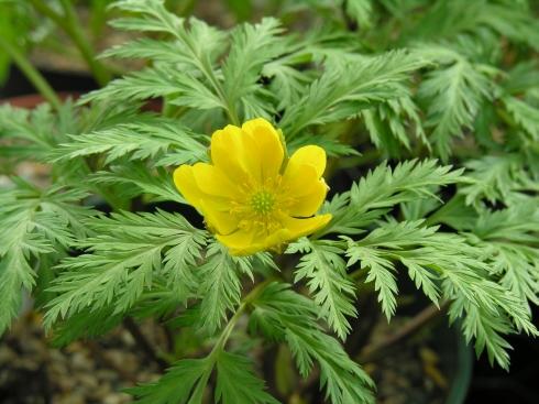 Adonis amurensis