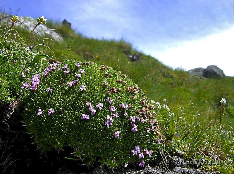 Silene acaulis