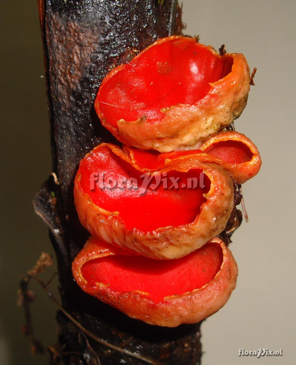 Sarcoscypha coccinea