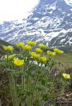Pulsatilla alpina ssp apiifolia