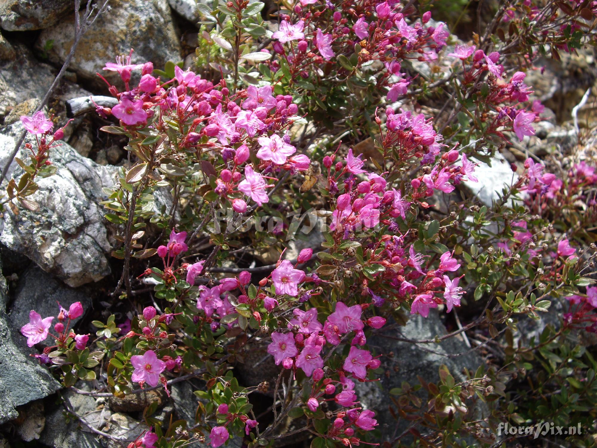 Kalmiopsis leachiana 