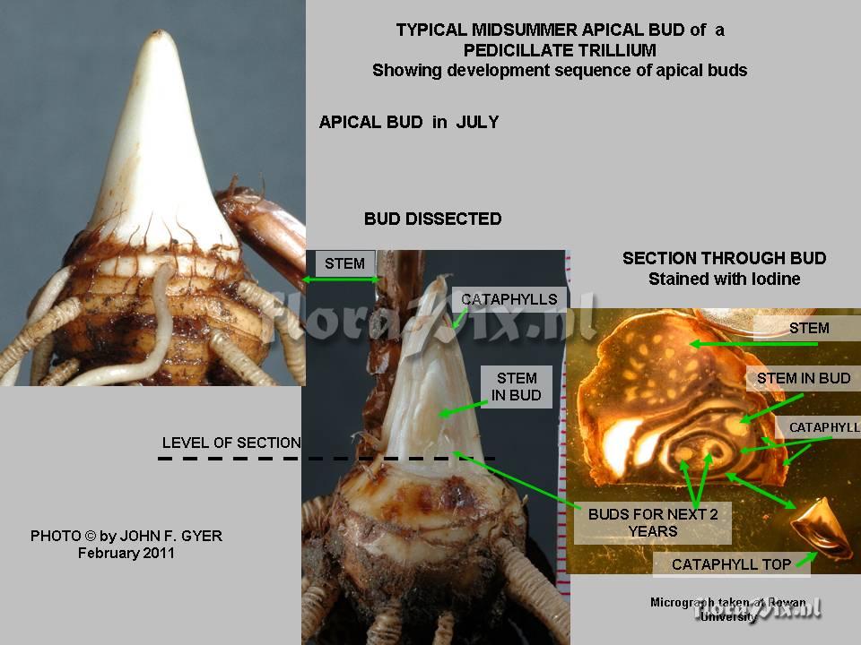 Trillium rhizome structure