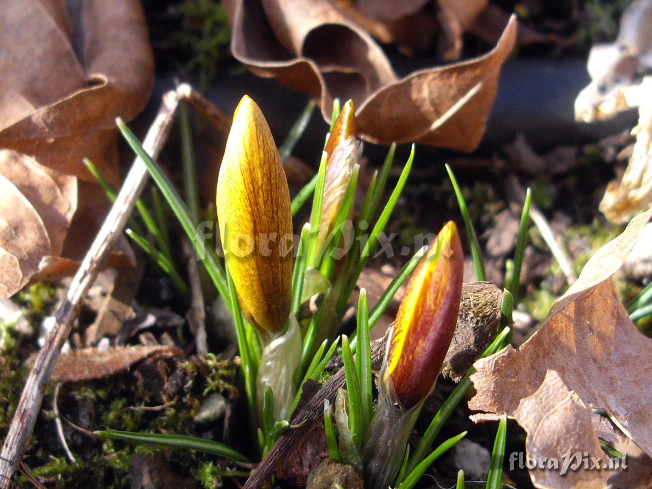 Crocus korolkowii