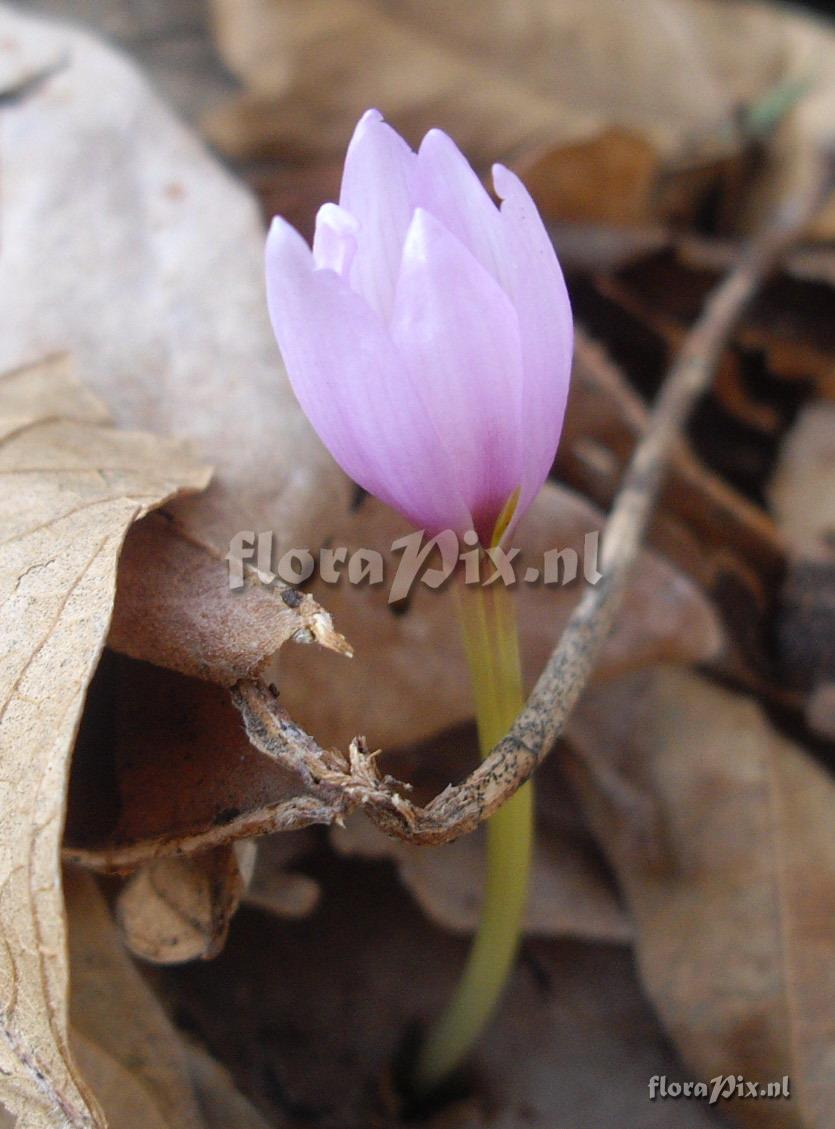 Colchicum szovitsii pink form