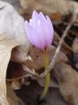 Colchicum szovitsii pink form