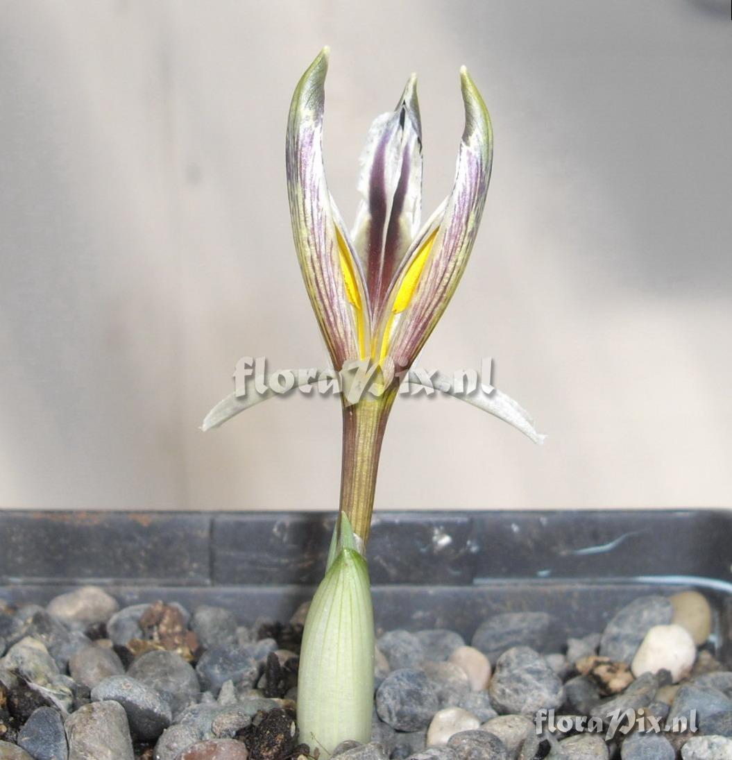 Iris rosenbachiana / nicolai