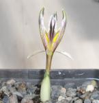 Iris rosenbachiana / nicolai