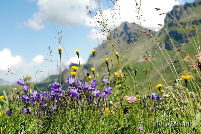 Campanula on ridge