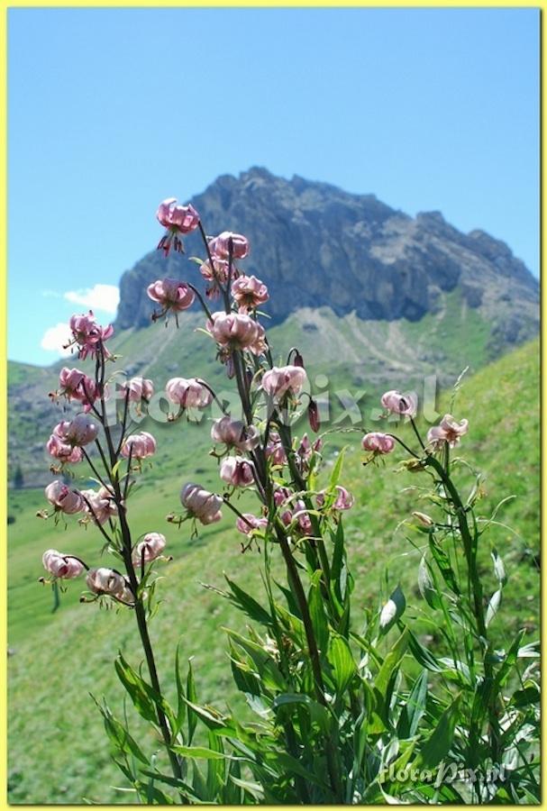 Lilium martagon