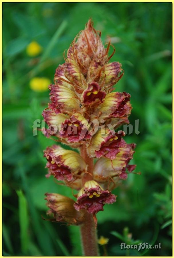 Orobanche gracilis