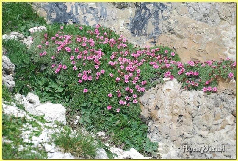 Potentilla nitida rubra