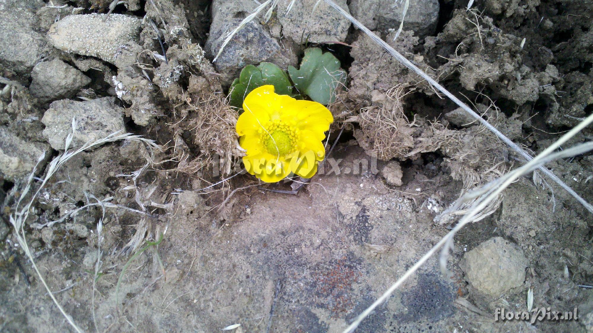 Ranunculus glaberrimus