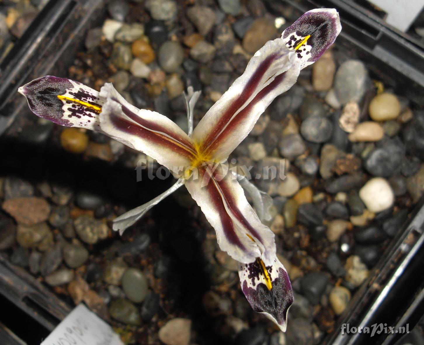 Iris rosenbachiana / nicolai 