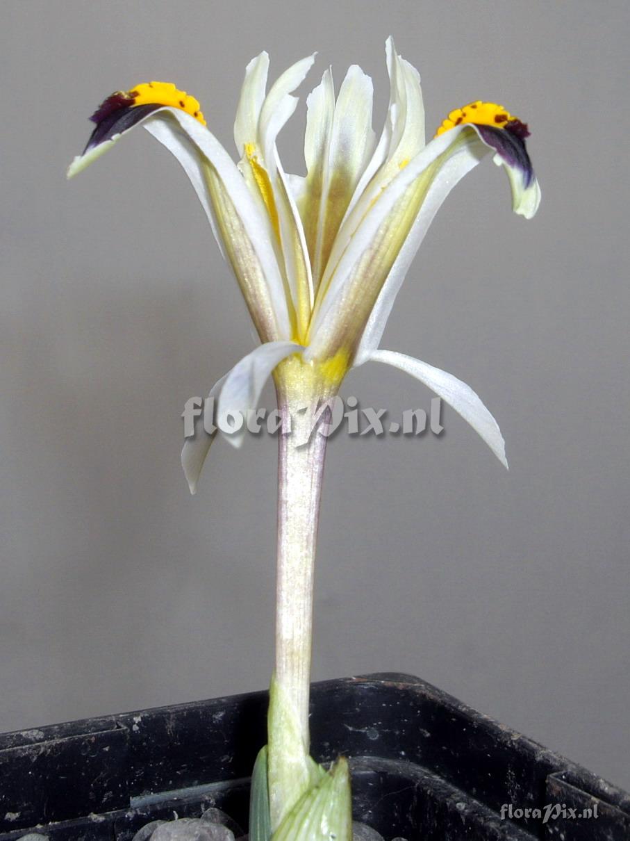 Iris rosenbachiana Darwas strain 