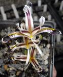 Iris rosenbachiana / nicolai 