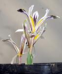 Iris rosenbachiana / nicolai 