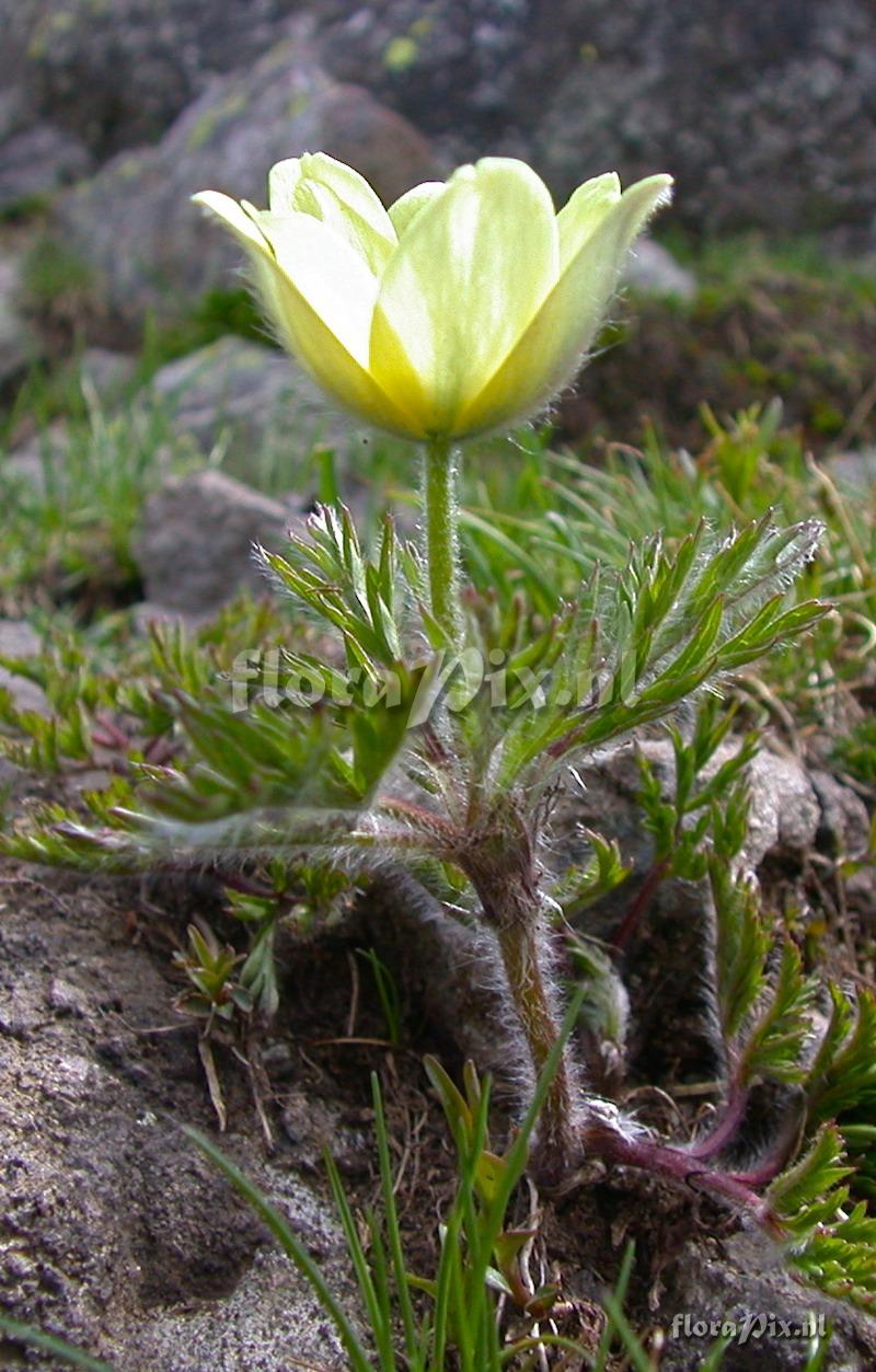 Pulsatilla alpina ssp. apiifolia