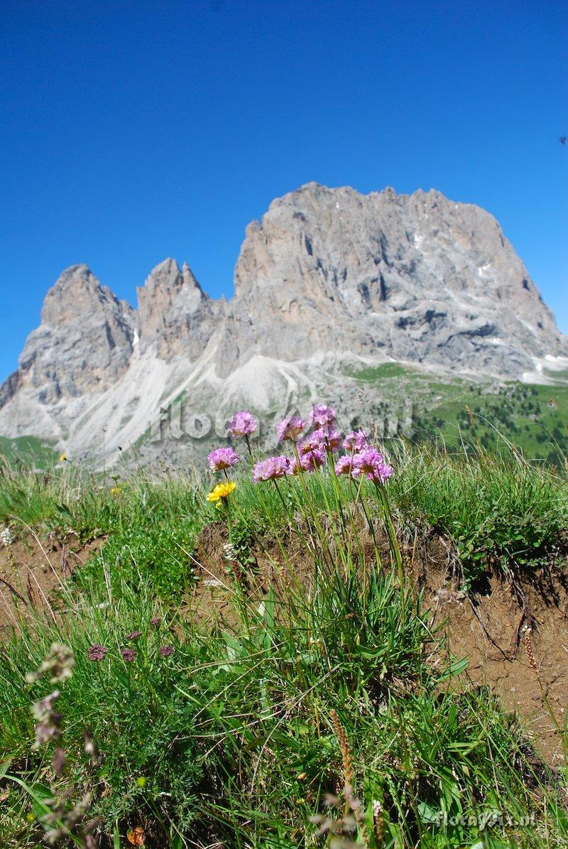 Armeria alpina