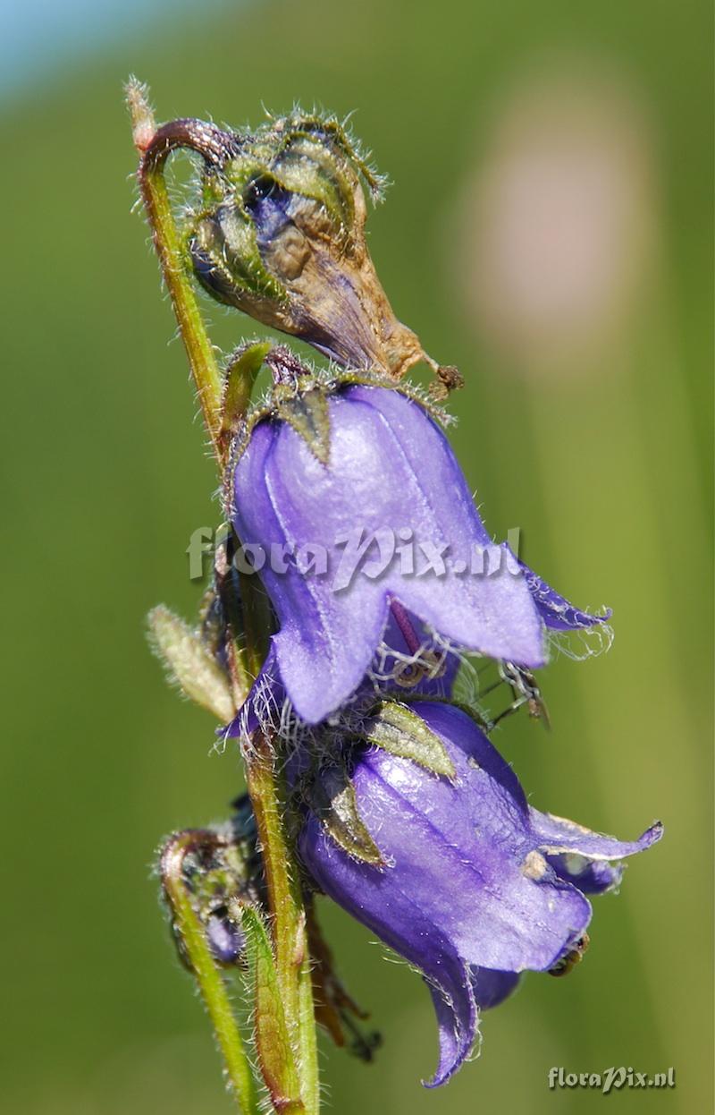 Campanula barbata