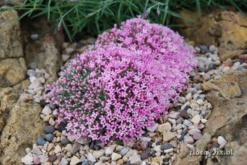 Asperula sintenisii