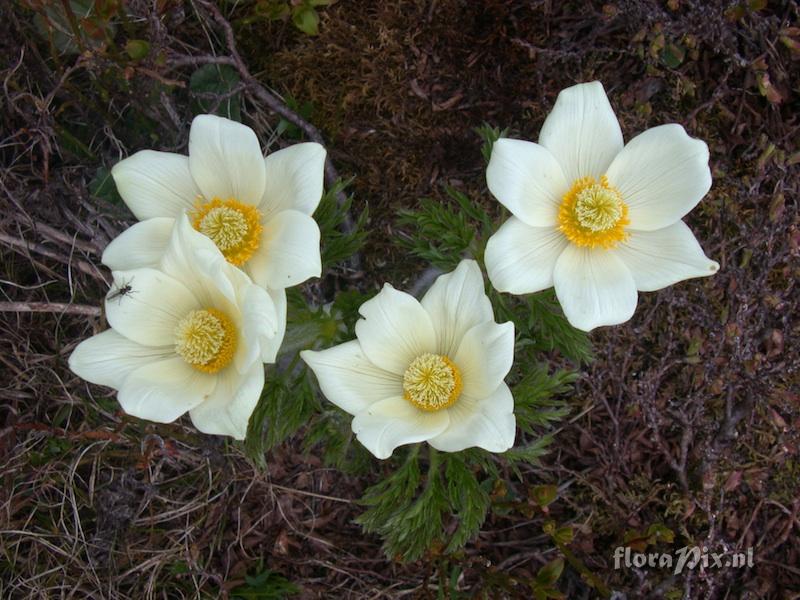 Pulsatilla alpina