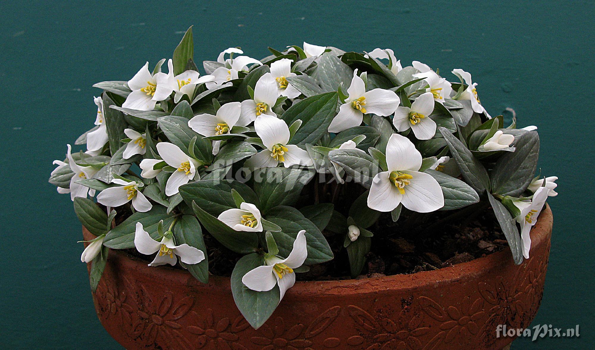 Trillium nivale