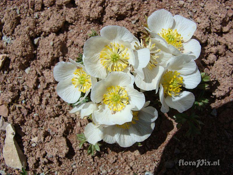 Ranunculus seguieri