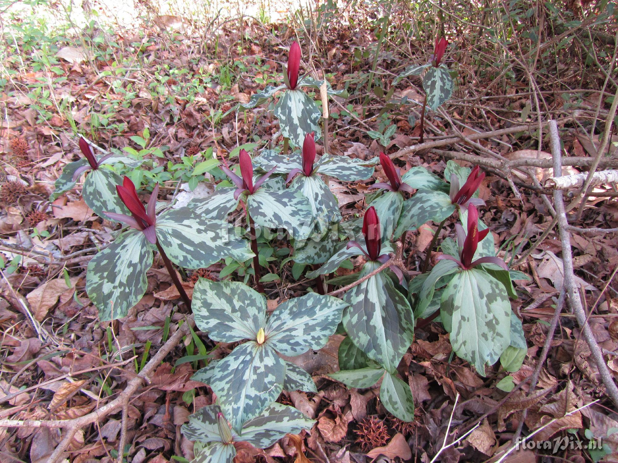 Trillium maculatum