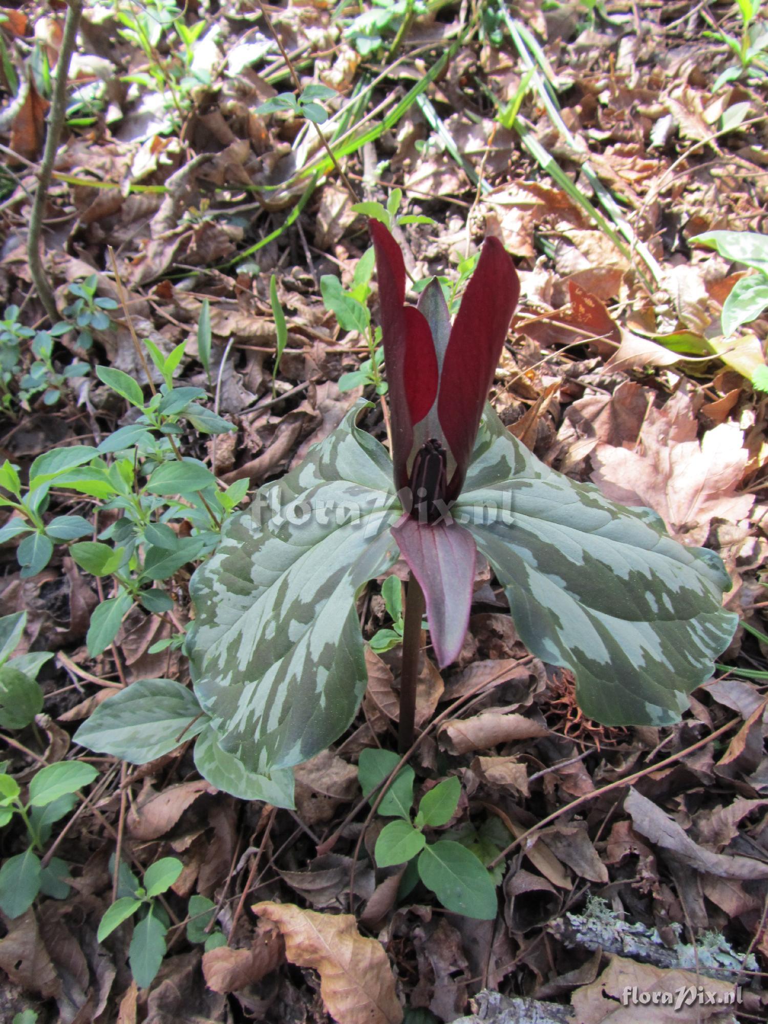 Trillium maculatum