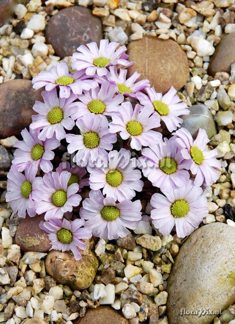 Callianthemum kernerianum 