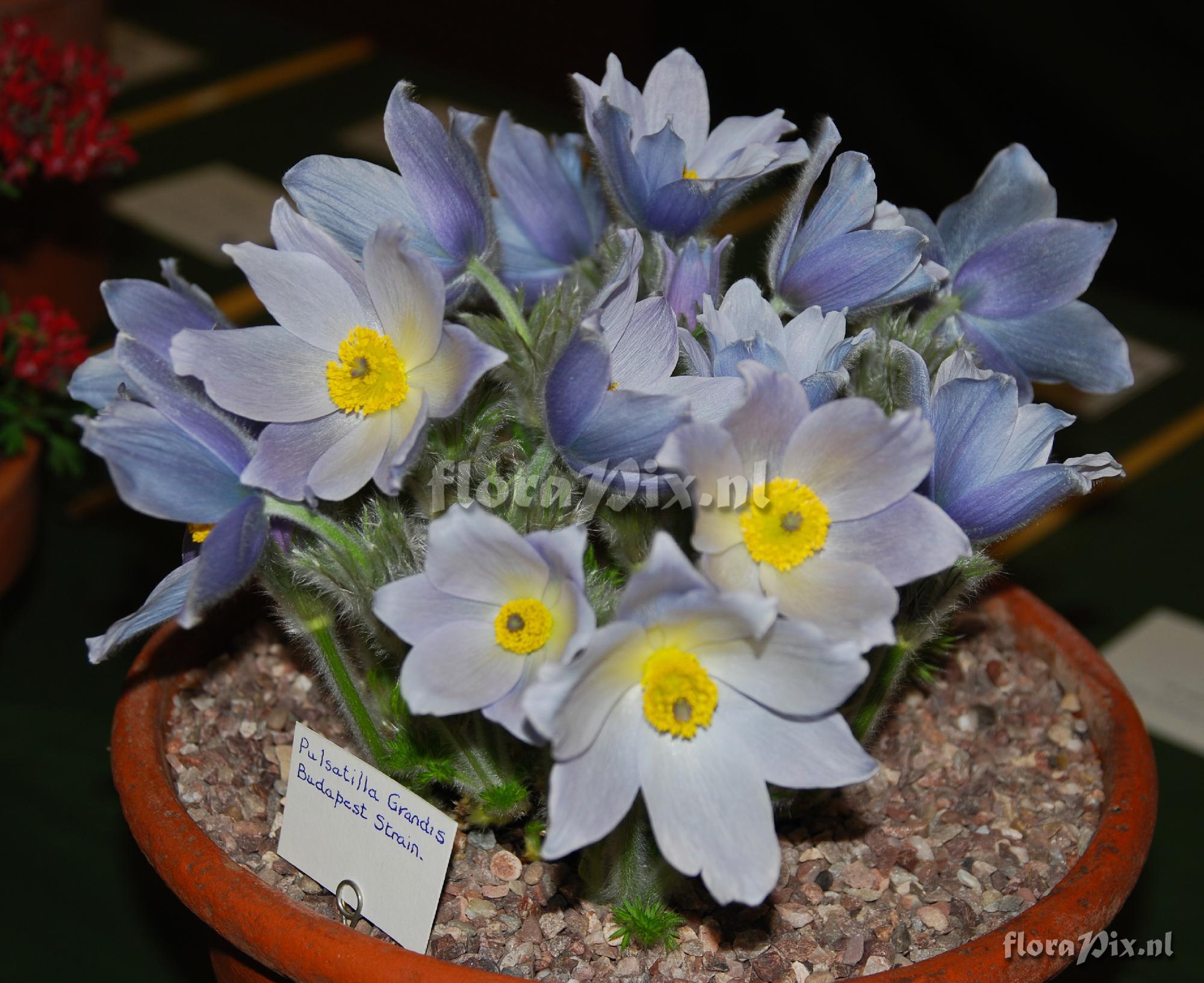 Pulsatilla grandis 