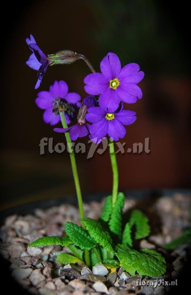 Primula elatior ssp. meyeri