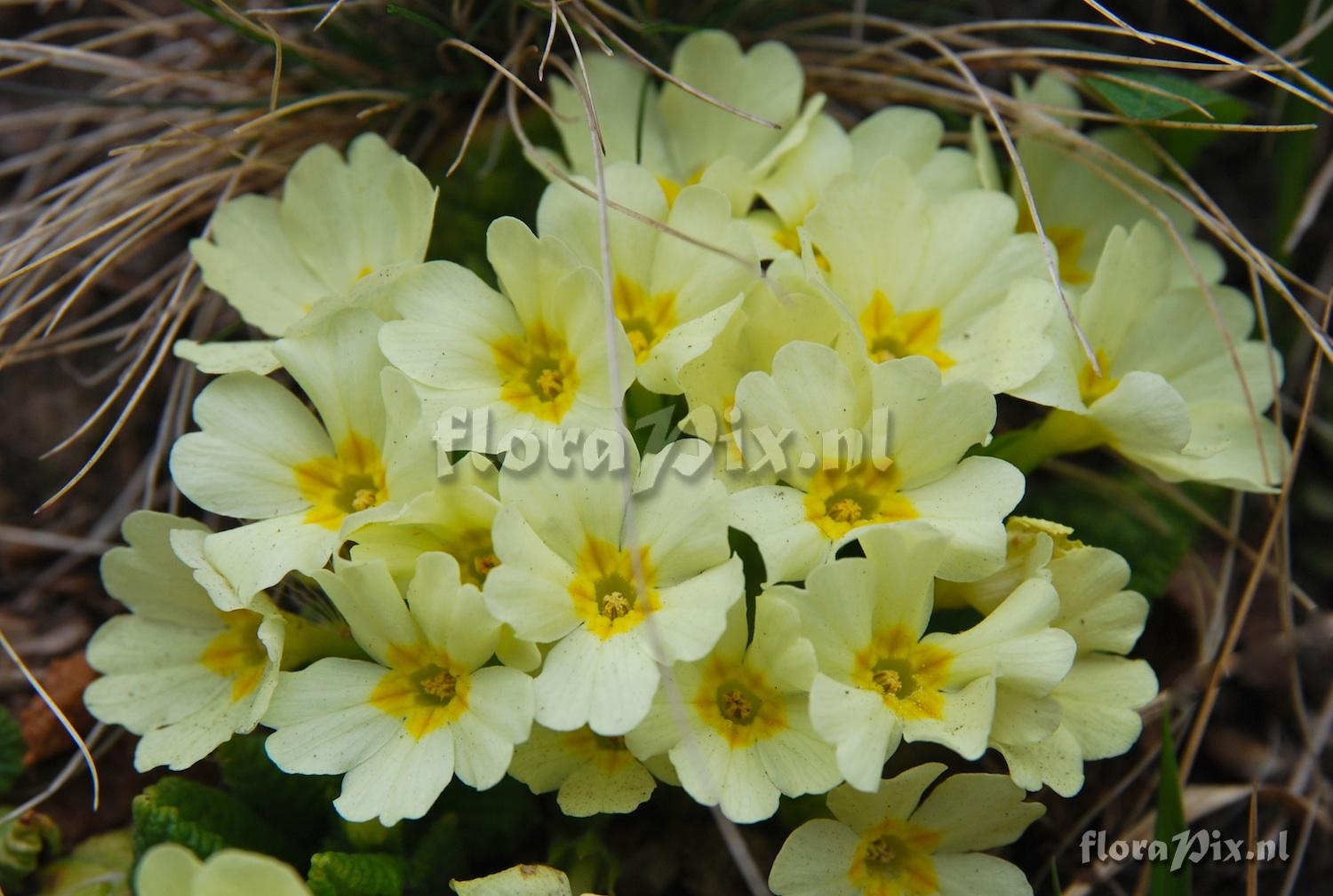 Primula vulgaris