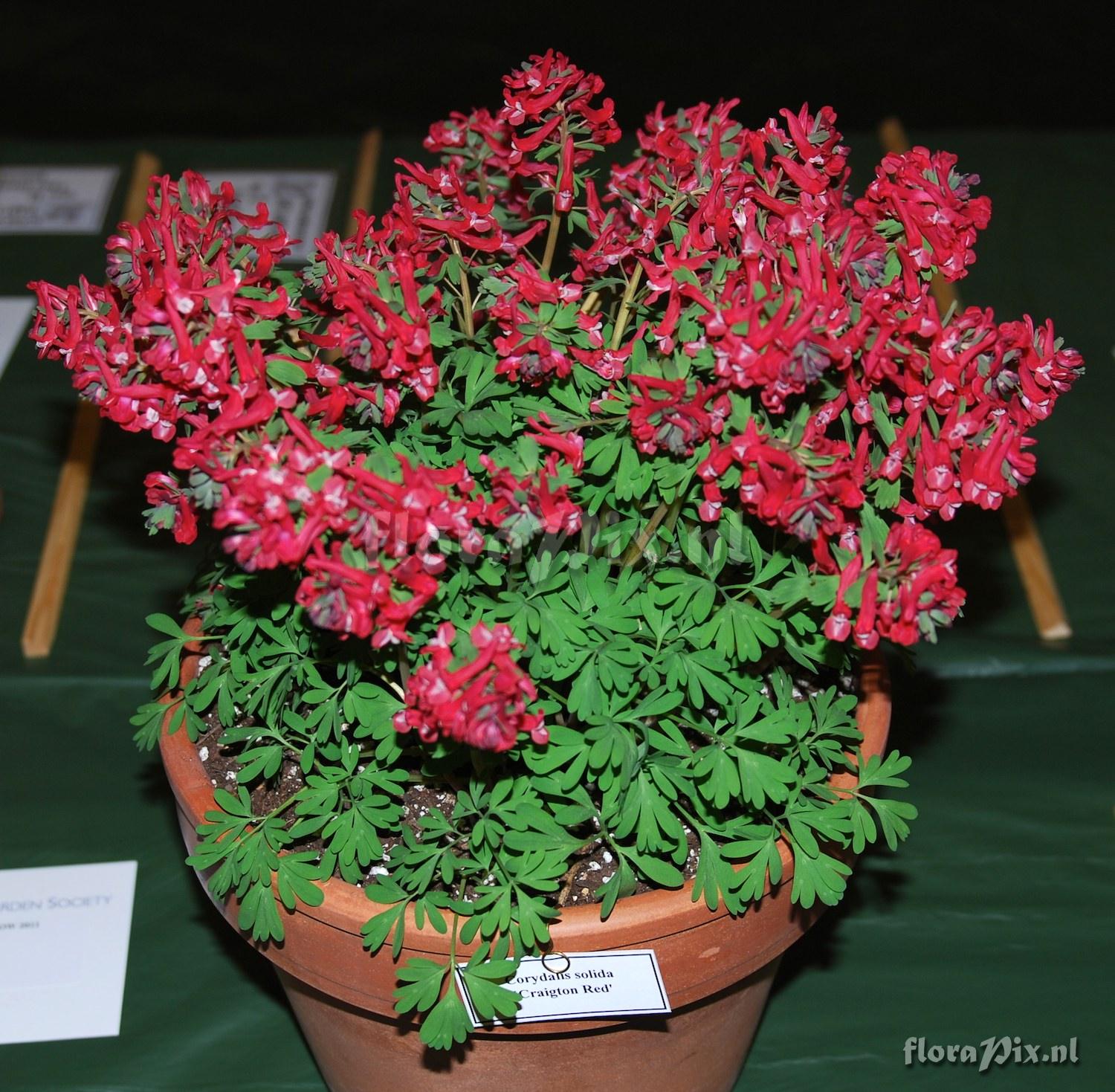 Corydalis solida 