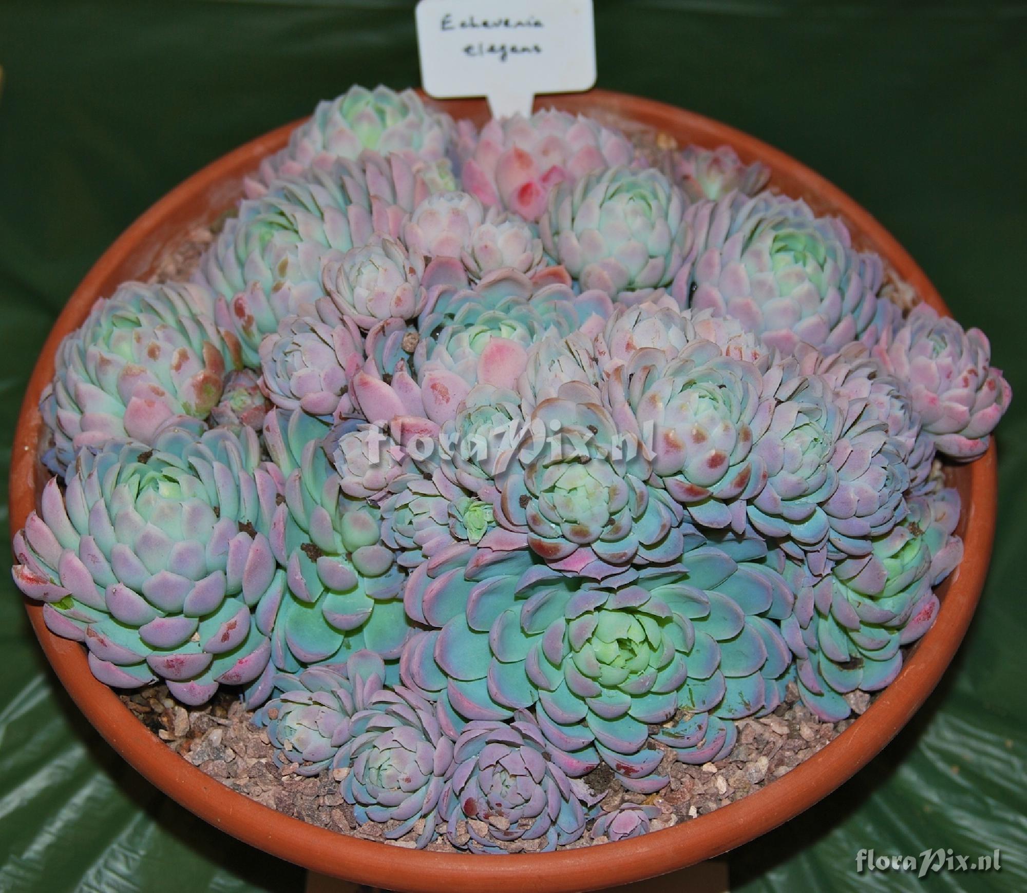 Echeveria elegans