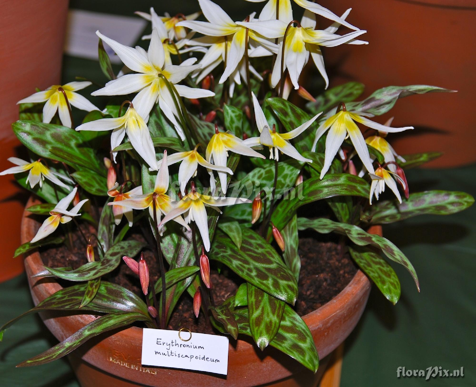 Erythronium multiscapoideum