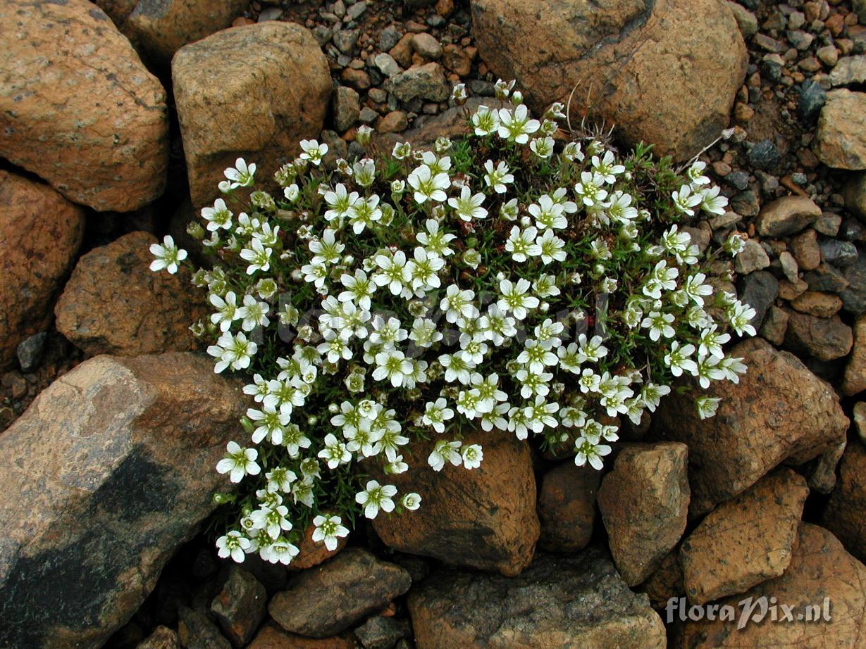 Minuartia marcescens