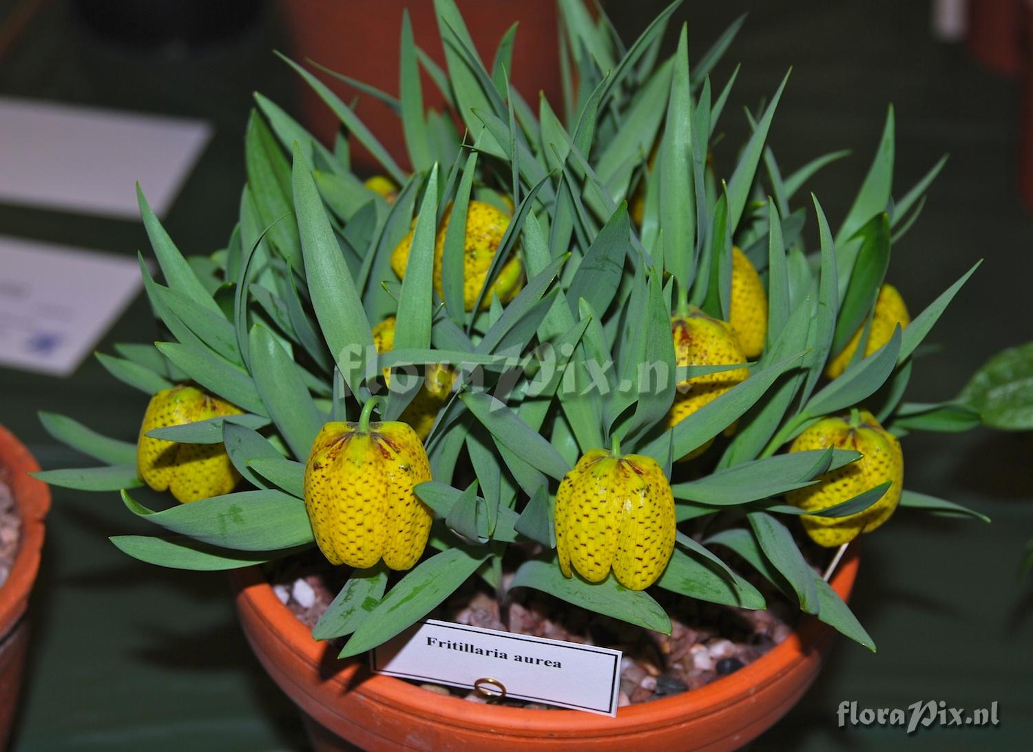 Fritillaria aurea