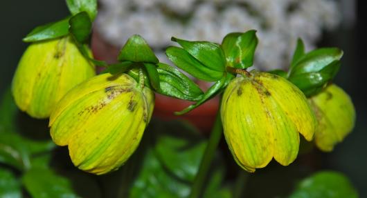 Fritillaria davidii