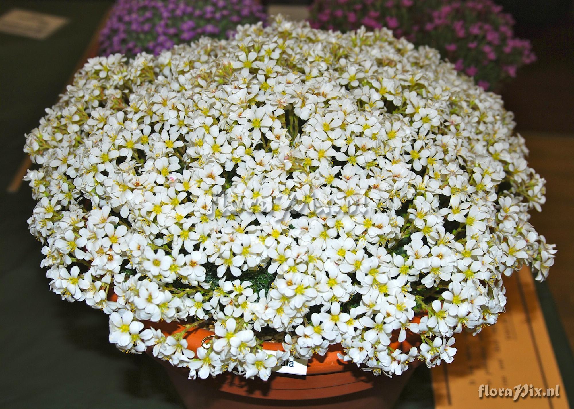 Saxifraga marginata