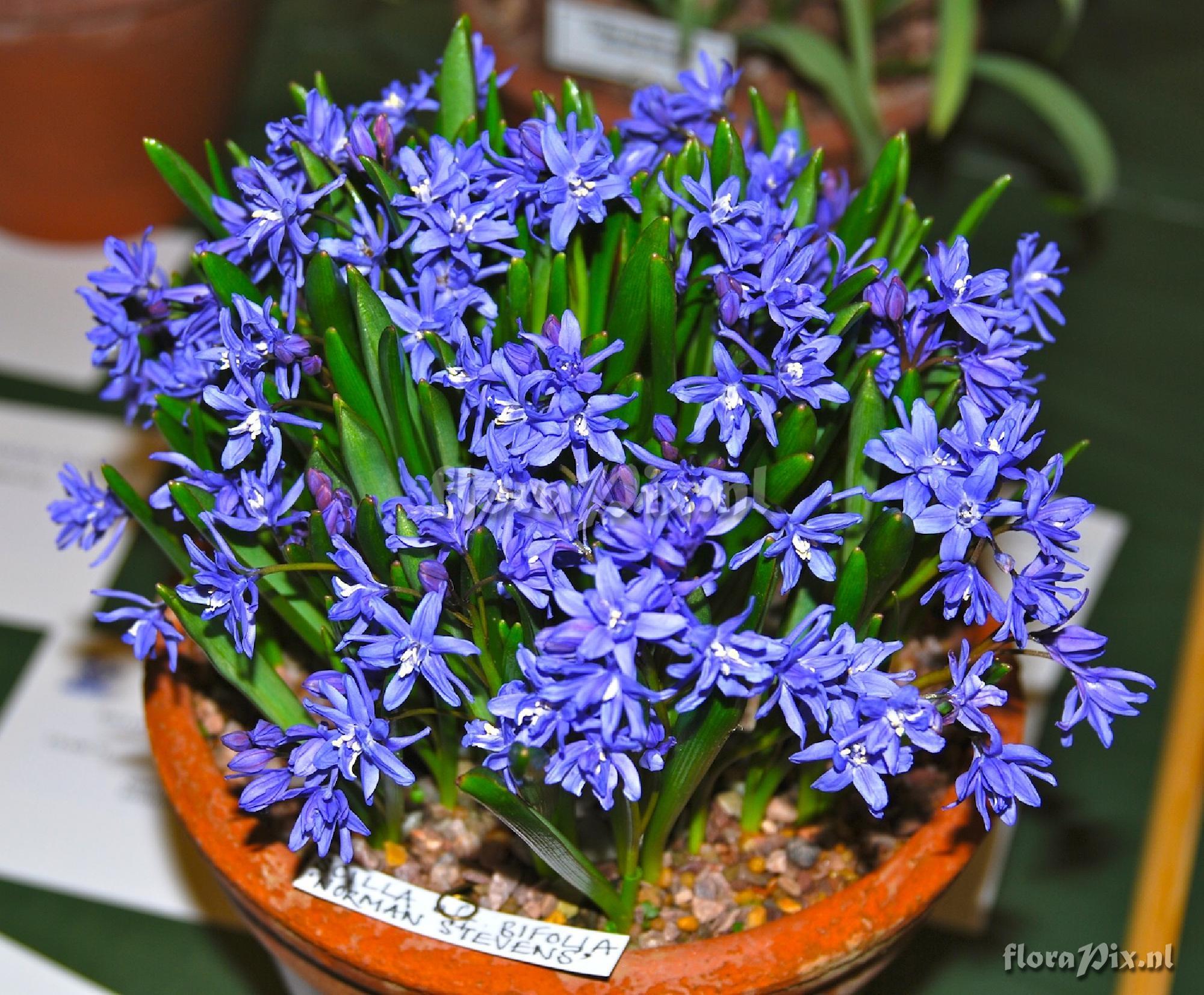 Scilla bifolia 