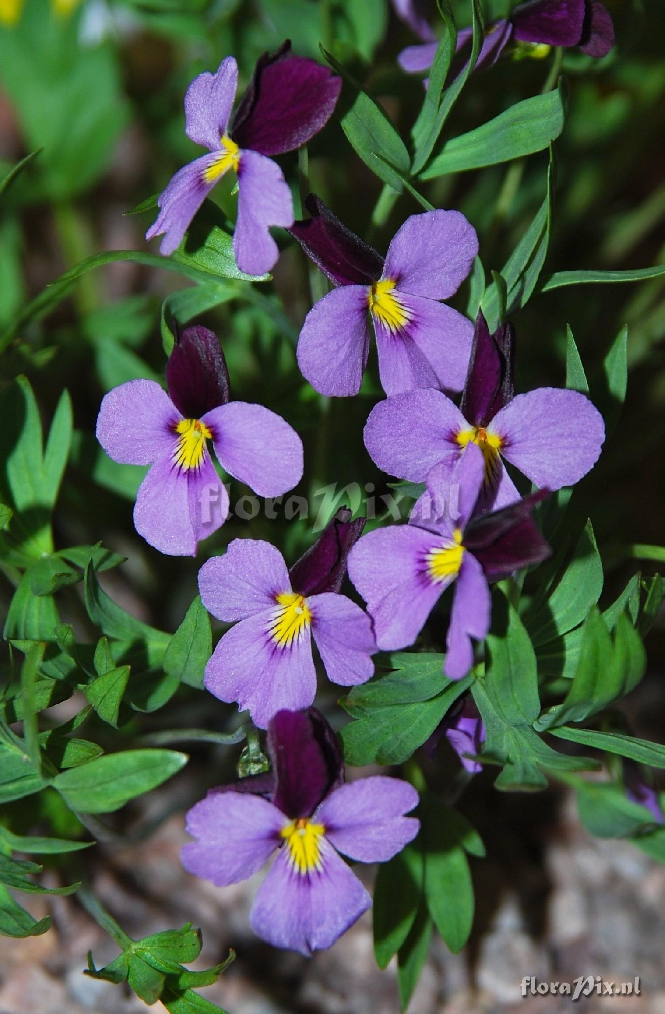 Viola trinervata