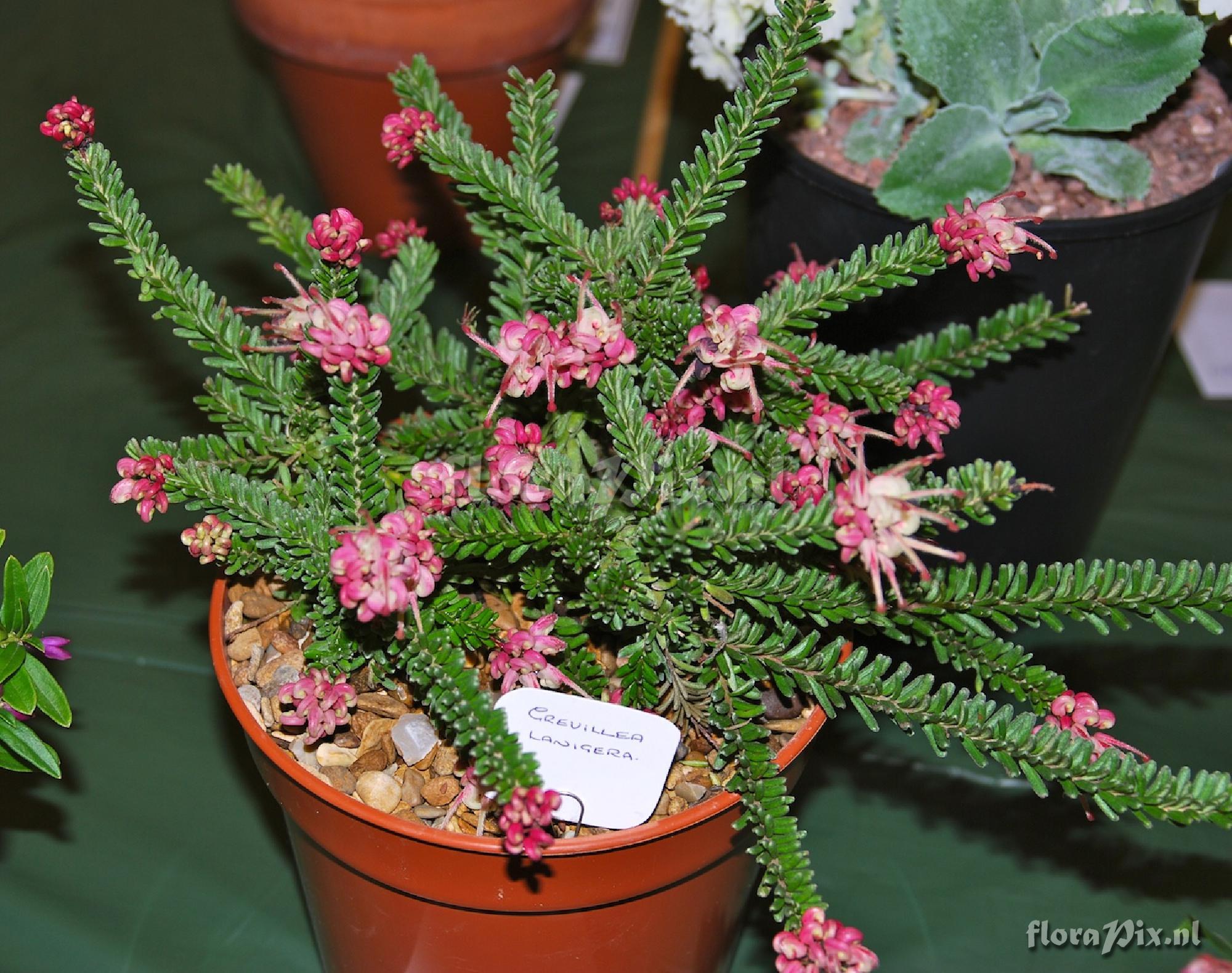 Grevillea lanigera