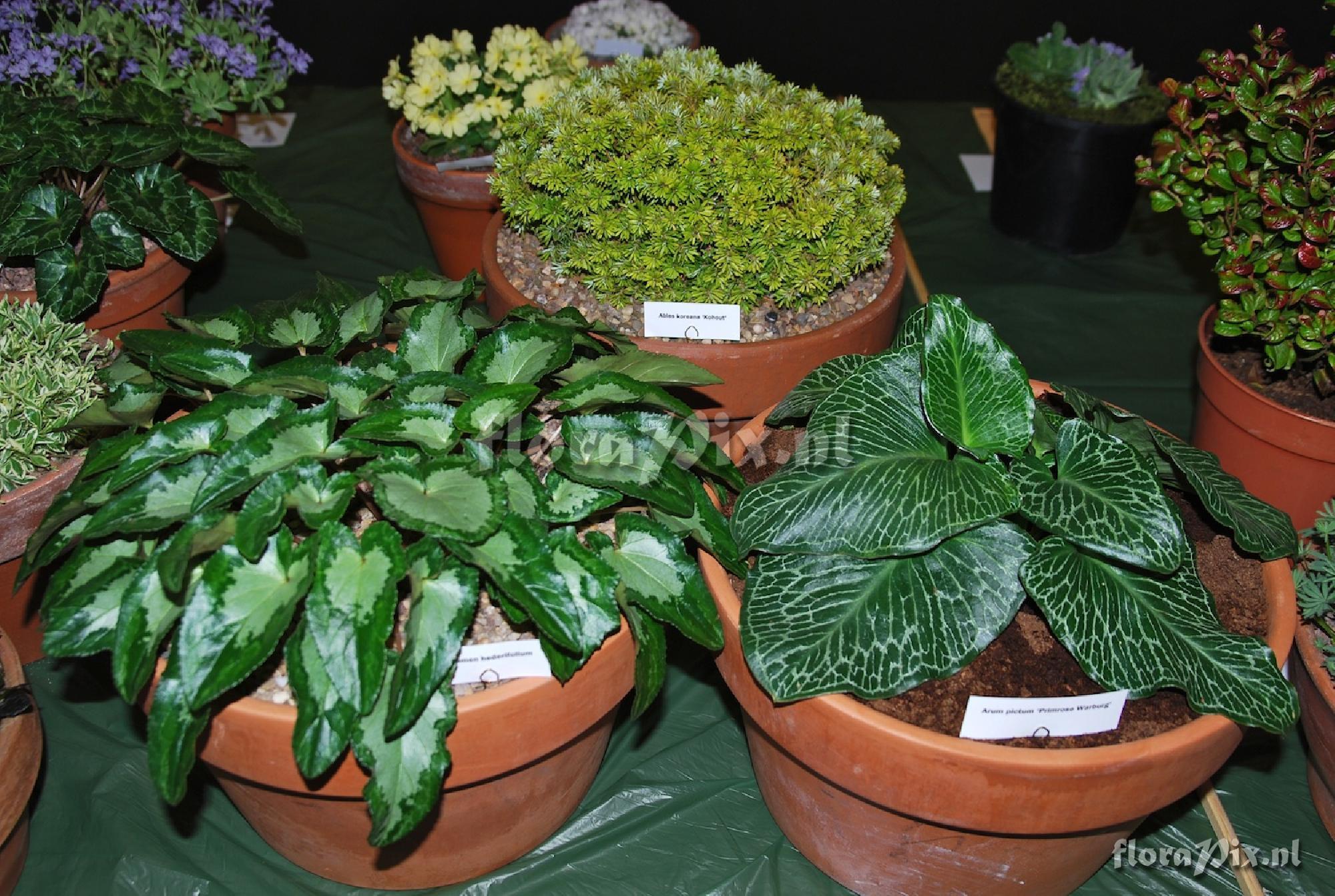 2-shows Foliage Class