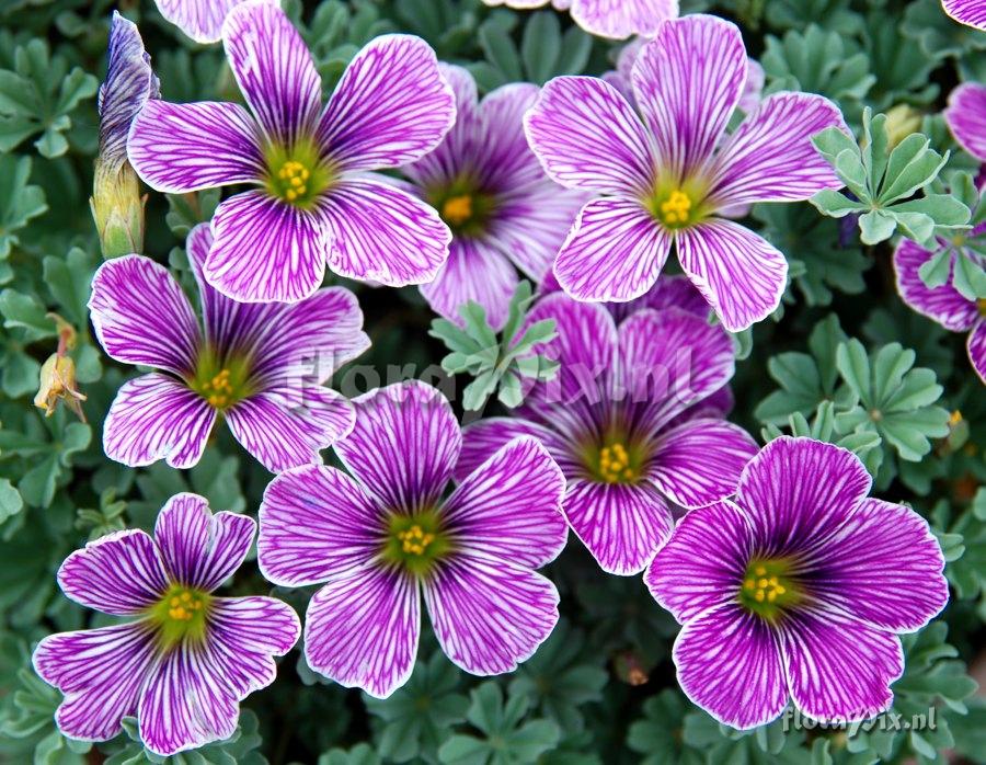 Oxalis 