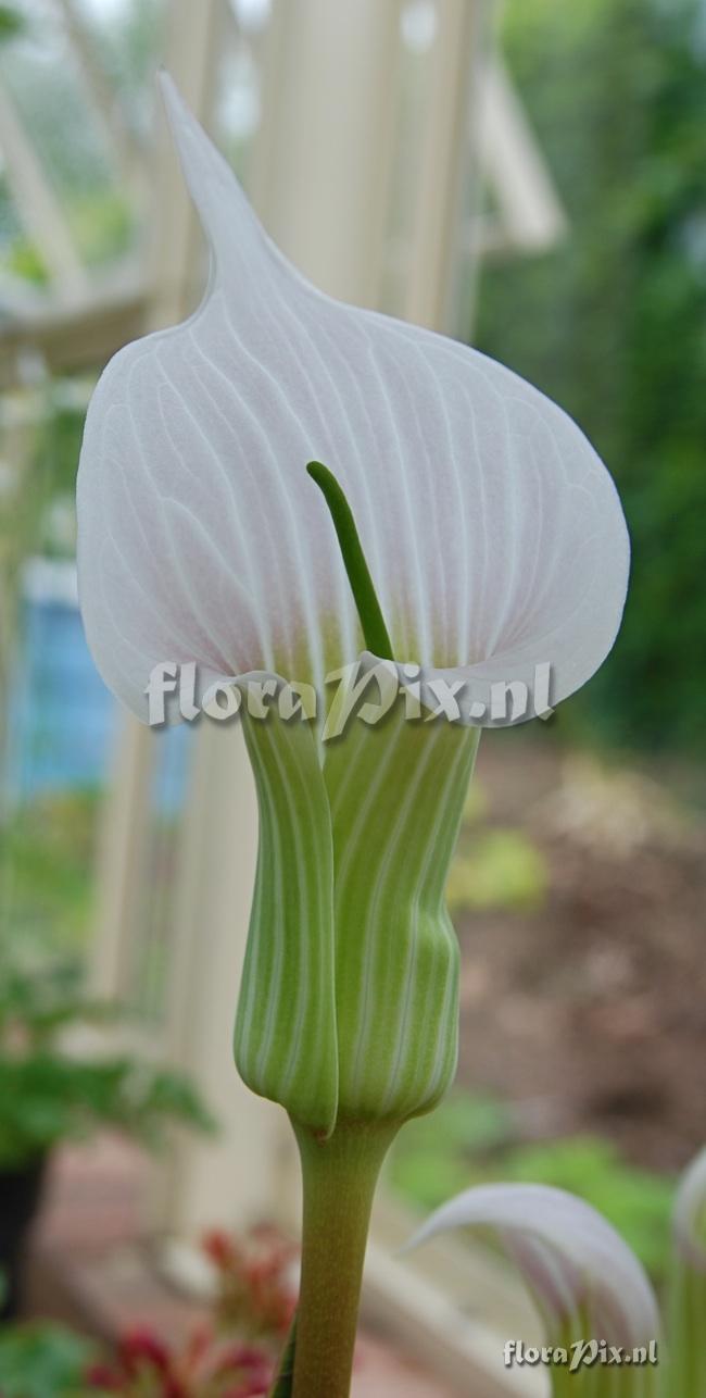 Arisaema candidissimum