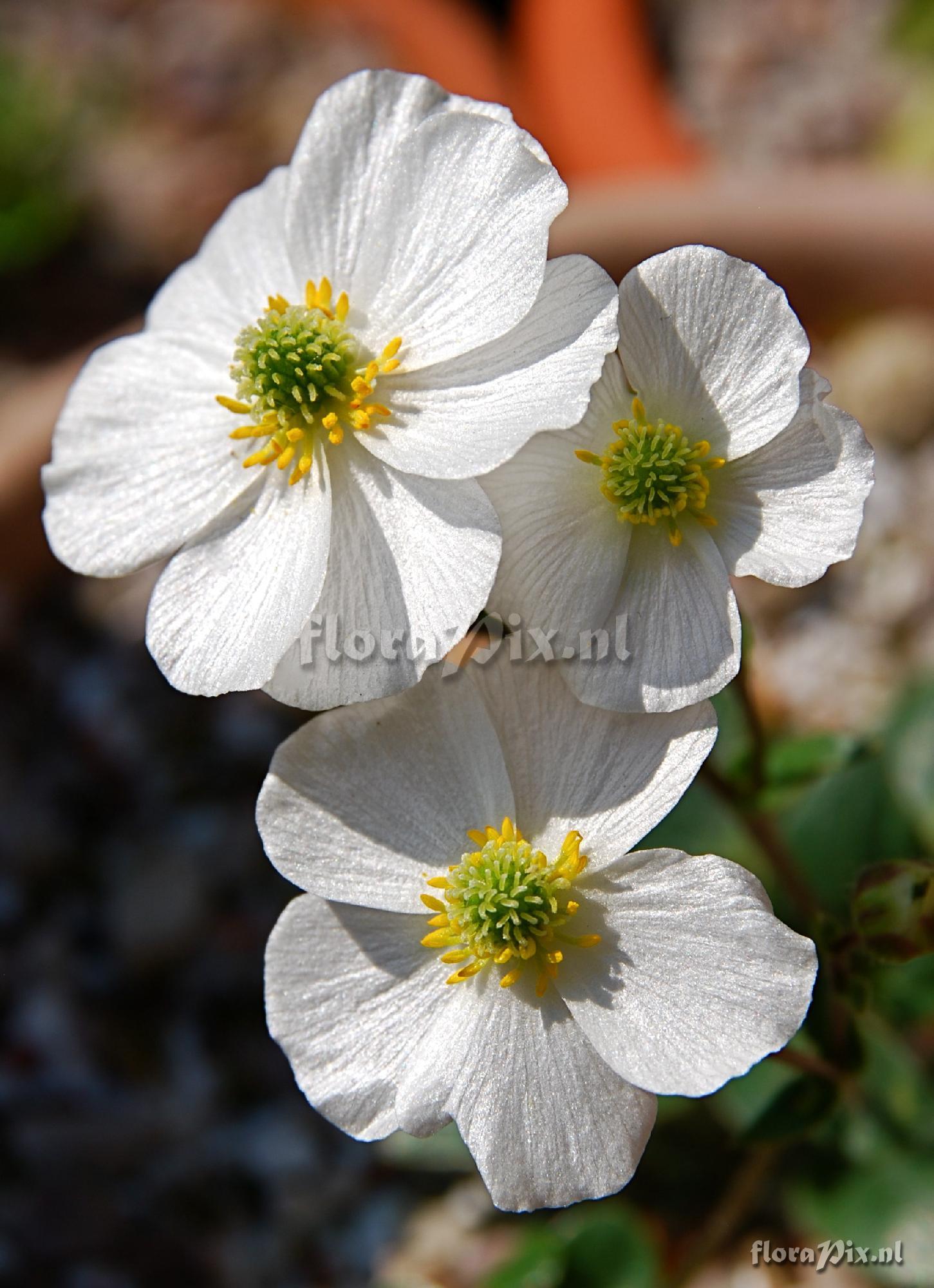 Ranunculus parnassifolius