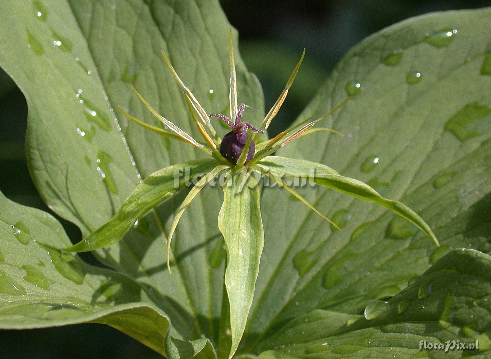 Paris quadrifolia