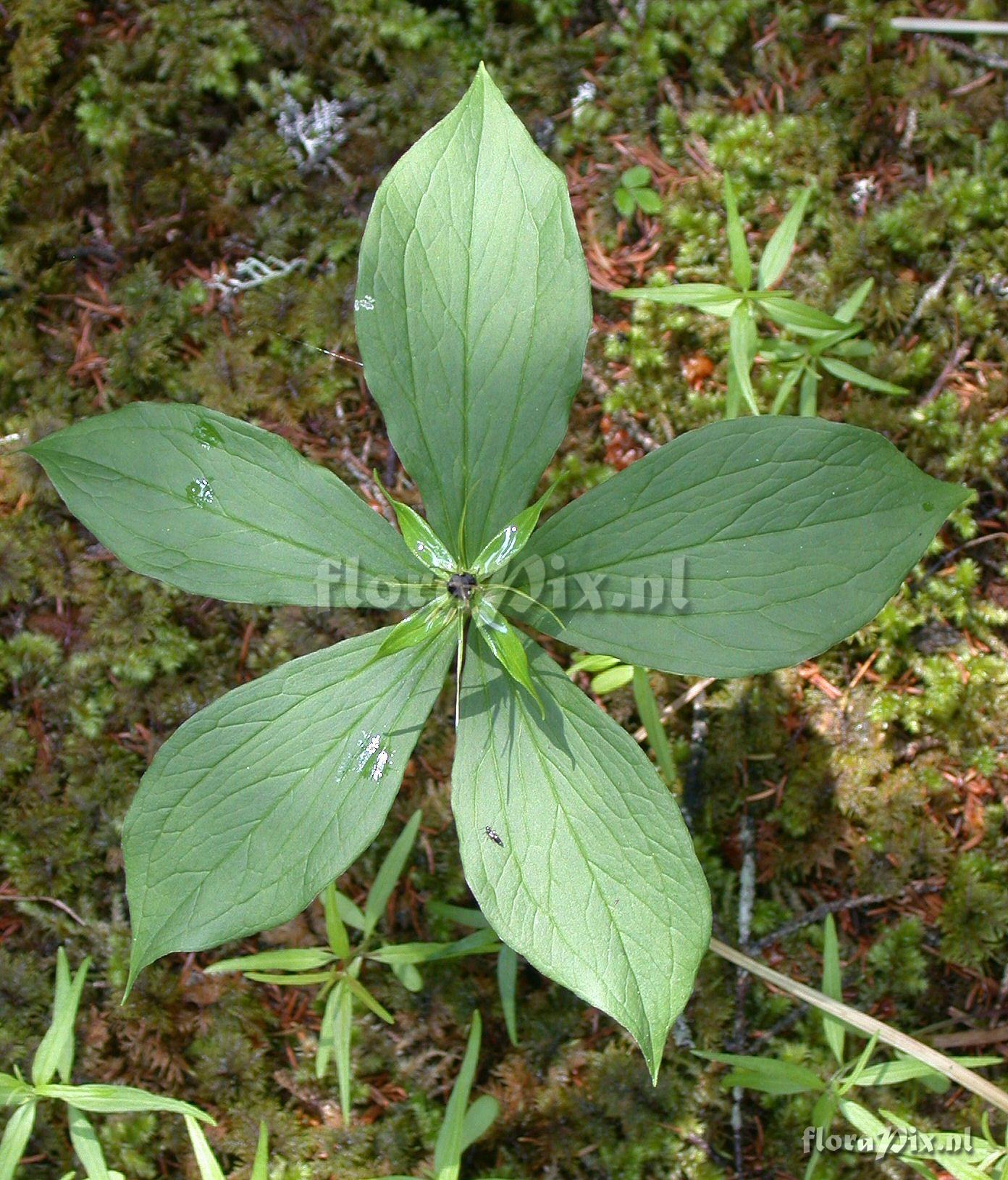 Paris quadrifolia