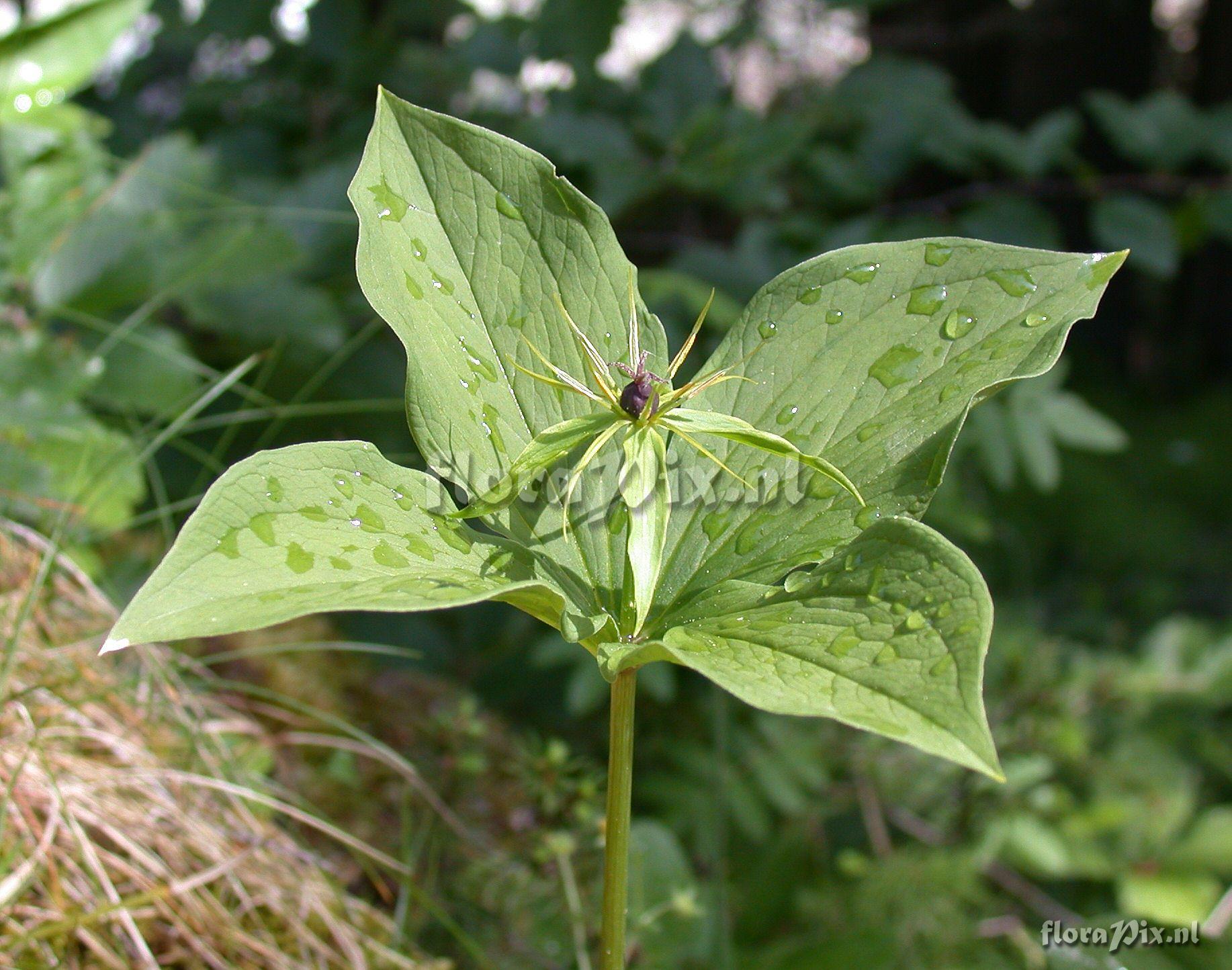 Paris quadrifolia